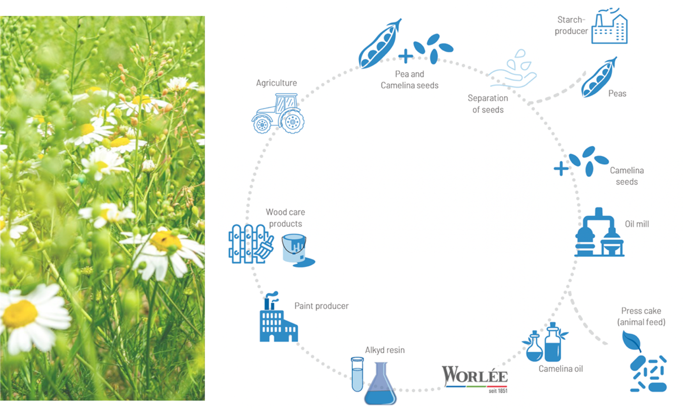 chart, chain of camelina oil