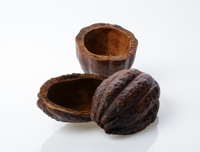Das Bild zeigt zwei leere Hälften einer braunen, strukturierten Kakaoschote auf weißem Hintergrund