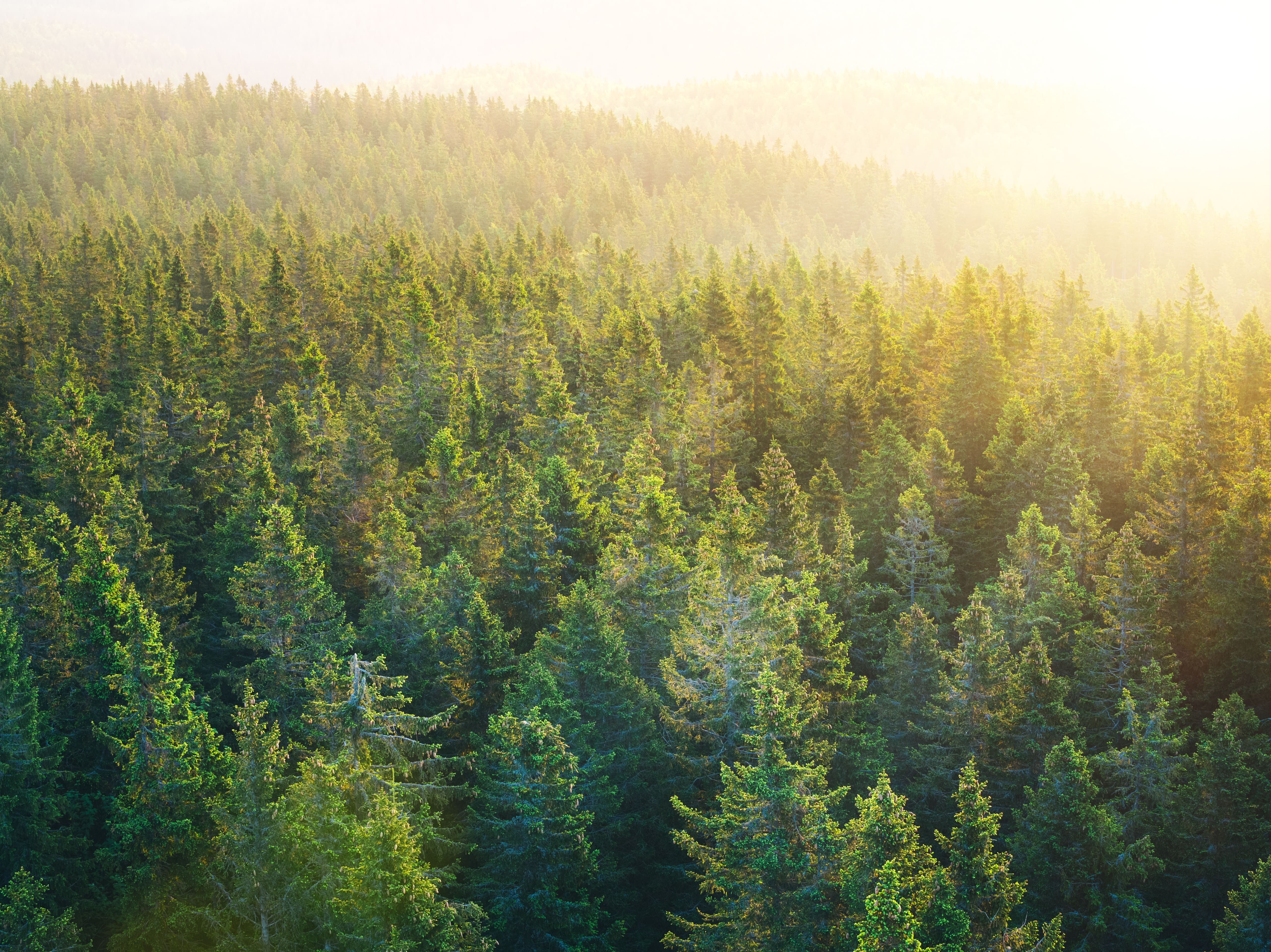 Luftaufnahme auf geräumigen Pine Forest bei Sonnenaufgang