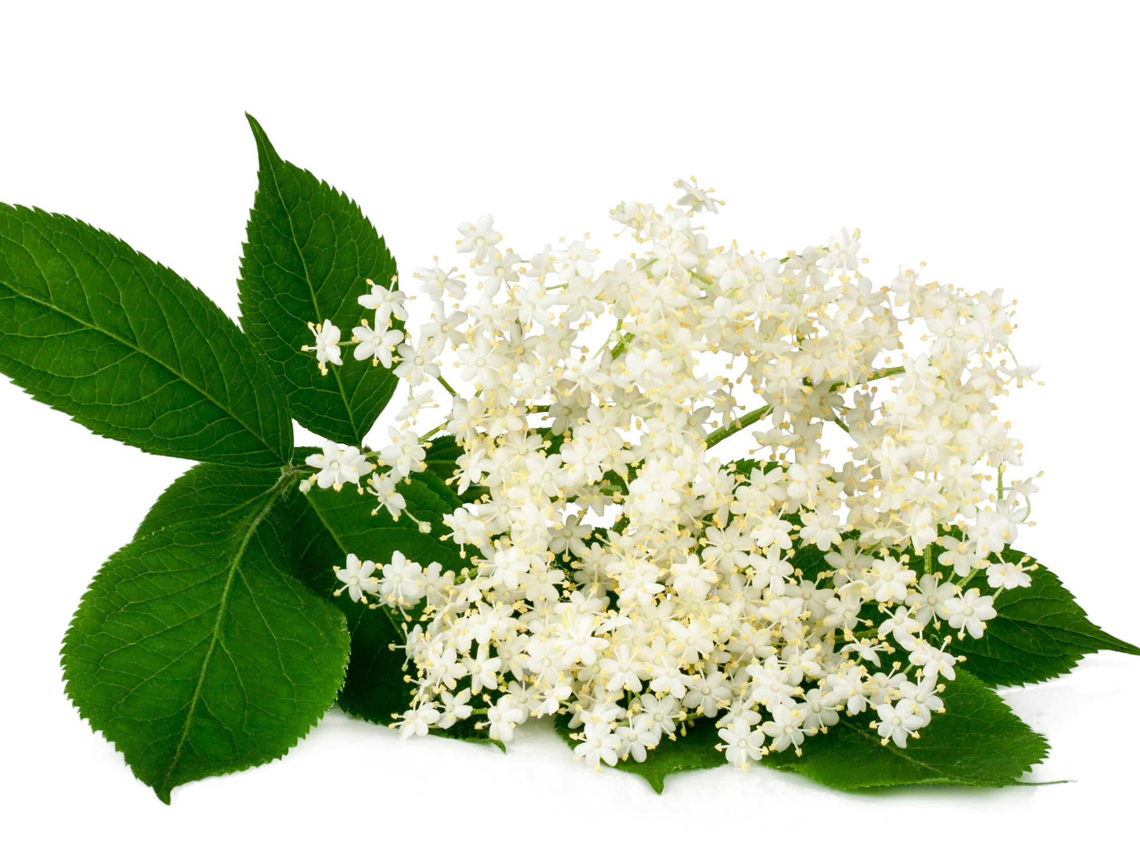 white flower with leaves