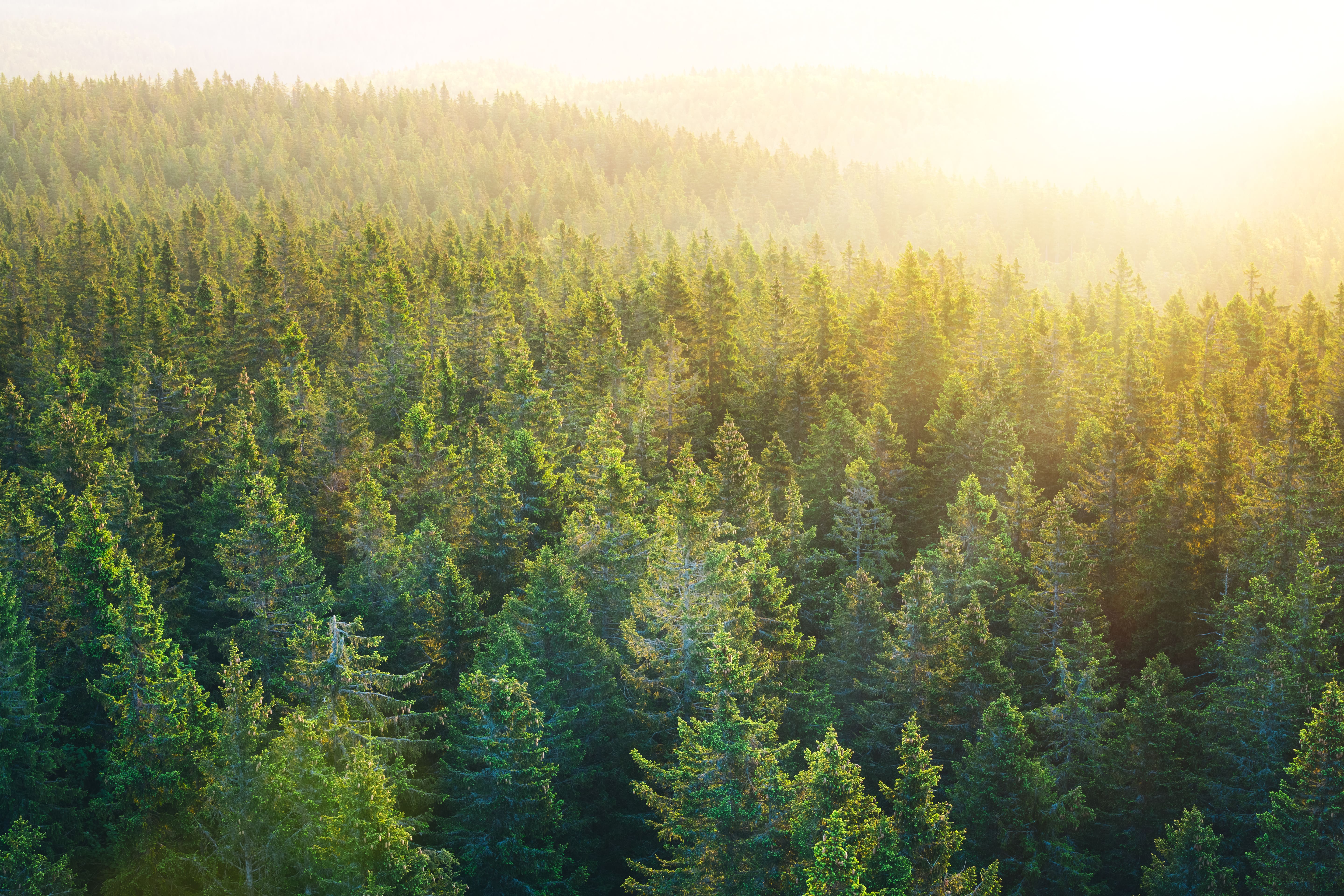 Aerial view of spacious Pine Forest at sunrise